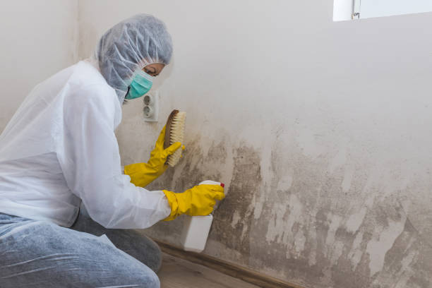 Best Mold Prevention Services  in Washgton, IN