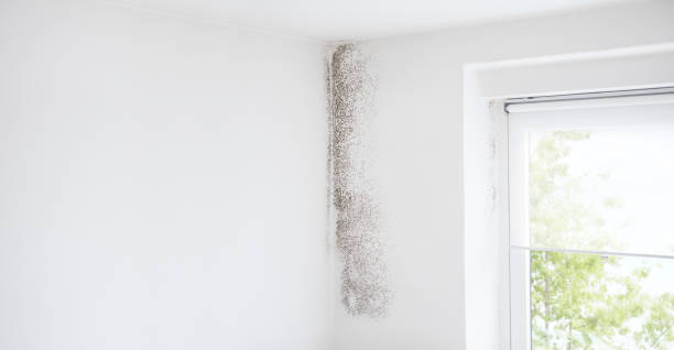 Best Air Quality Testing for Mold Spores  in Washgton, IN
