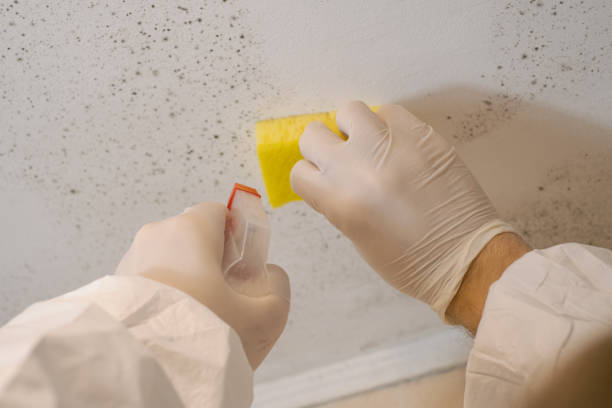 Best Mold Damage Restoration  in Washgton, IN