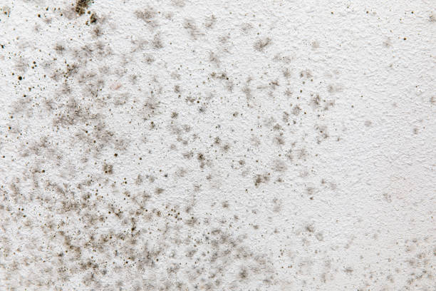 Best Airborne Mold Testing  in Washgton, IN